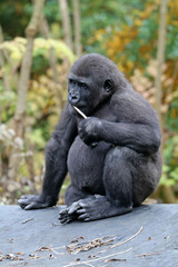 Gorilla