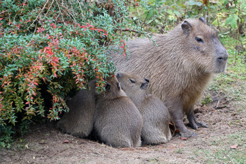 Naklejka premium Capybara mother