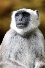 Langur