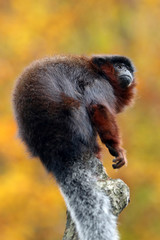 Red titi