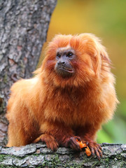 Obraz premium Golden lion tamarin