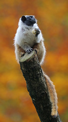 Naklejka premium Mantle tamarin
