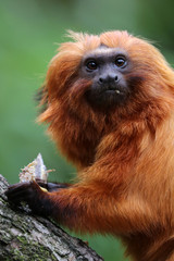 Golden lion tamarin