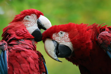 Macaw