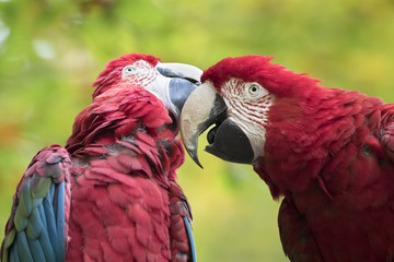 Macaw