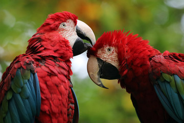 Macaw
