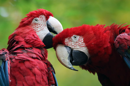 Fototapeta Macaw