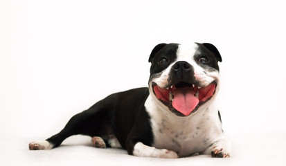 Happy dog who is smiling from ear to ear it's Staffordshire Bullterier