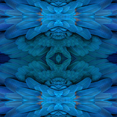 Fototapeta premium Beautiful pattern background texture made from Blue and yellow macaw feathers.