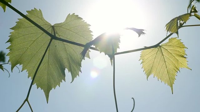 Sun shining through young green leaves of grape vine