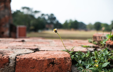 Little flower growing up at the crack wall