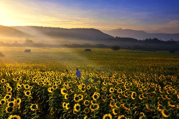 Crédence de cuisine en verre imprimé Tournesol Summer landscape: beauty sunrise over sunflowers fields.