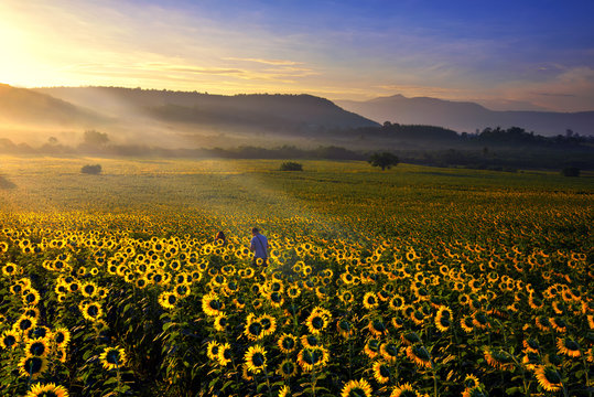 Summer landscape: beauty sunrise over sunflowers fields.