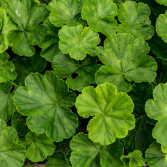 Green leaves floor