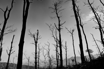 Dead trees