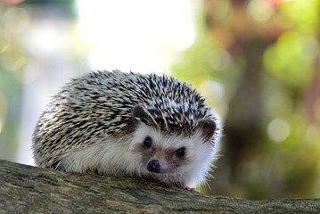 Young hedgehog on vintage log . © phonix_a