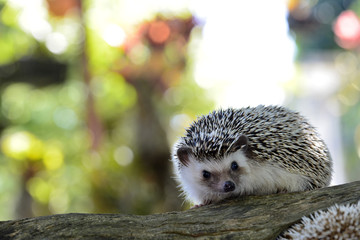 Young hedgehog in natural habitat ,Hedgehog  bokeh  background