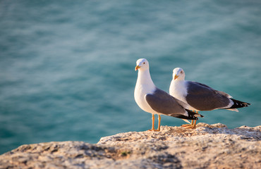 Seagulls on sea background 
