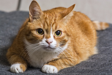 Fototapeta na wymiar a frightened ginger cat 