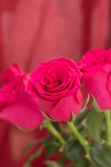 Closeup of red roses bouquet, with red fabric blurred background.