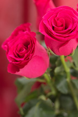 Closeup of red roses bouquet, with red fabric blurred background.