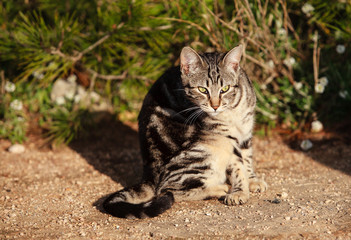 Naklejka na ściany i meble Striped cat outdoor 