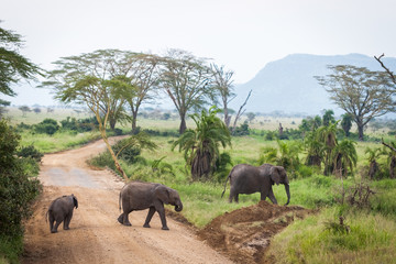Fototapeta na wymiar Elephant family with babies crossing unpaved road in bush, safari in Serengeti National Park, Tanzania, Africa. Sunny summer day during the dry season.