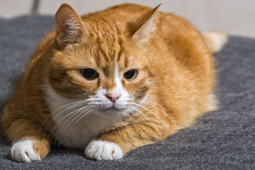 a frightened ginger cat 