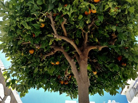 Mandarin tree