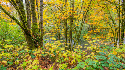 Tree trunks covered with moss in the autumn forest. The bright colors of autumn. Amazing fall.