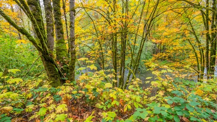 Fototapeten Orange Tree trunks covered with moss in the autumn forest. The bright colors of autumn. Amazing fall.  © khomlyak