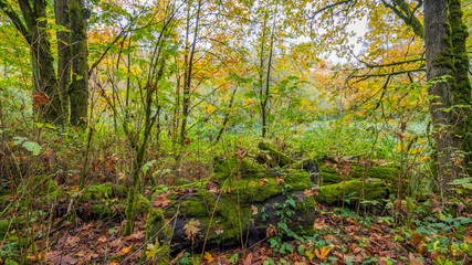Tree trunks covered with moss in the autumn forest. The bright colors of autumn. Amazing fall.