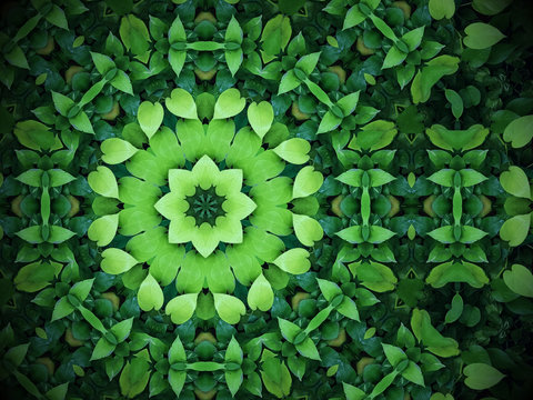 Abstract greenery background, heart shaped green leaves with kaleidoscope effect