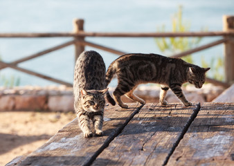
Two striped cats on the table on view point 
44 / 200 characters
* Keywords:
