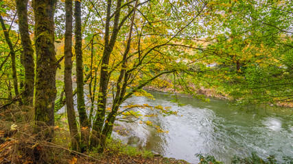 Fototapeta na wymiar Blue river flowing among the bright yellow trees. The bright colors of autumn. Amazing fall.
