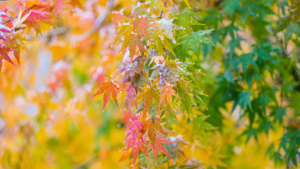 Maple tree in the garden. First snow on yellow leaves.