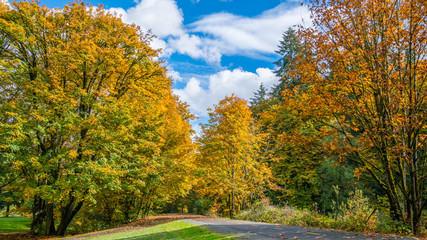 The path through the trees in the park in autumn. The road in the forest. Bright colors of fall.