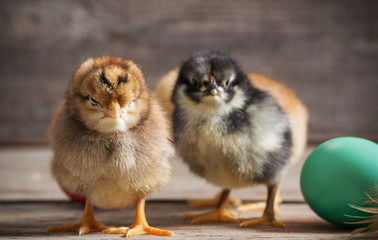 chicken with Easter eggs on wooden background
