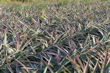 pineapple on pineapple field.Farm agriculture concept.