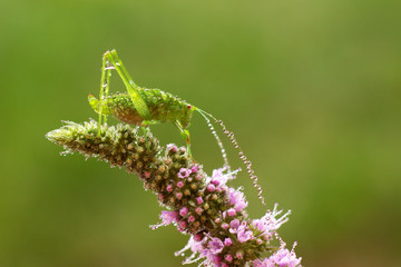 Young green grasshopper close up