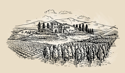 Farm sketch. Rural landscape with vineyard. Vector illustration