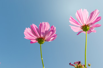 two pink cosmos with blue sky background in the park.