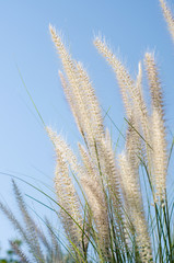 white feather grass witht sun light and clear blue sky at morning.