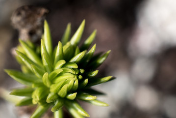 Fototapeta premium Macro photography of an araucaria (pine tree) fresh burn leaf
