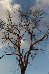 Tree Dalbergia cochinchinensis die in the sky