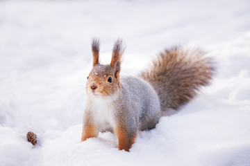 Naklejka na ściany i meble Siberian red squirrel in the winter woods in search of food