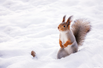 Siberian red squirrel in the winter woods in search of food © zaktatyana
