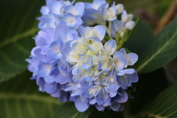 Hydrangea macrophylla beautiful color in the nature