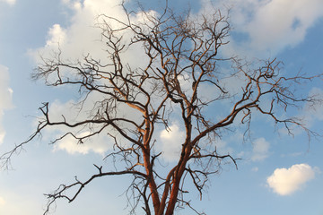Fototapeta na wymiar Tree Dalbergia cochinchinensis die in the sky