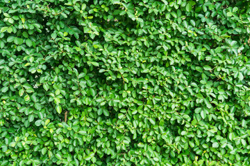 green leaves background